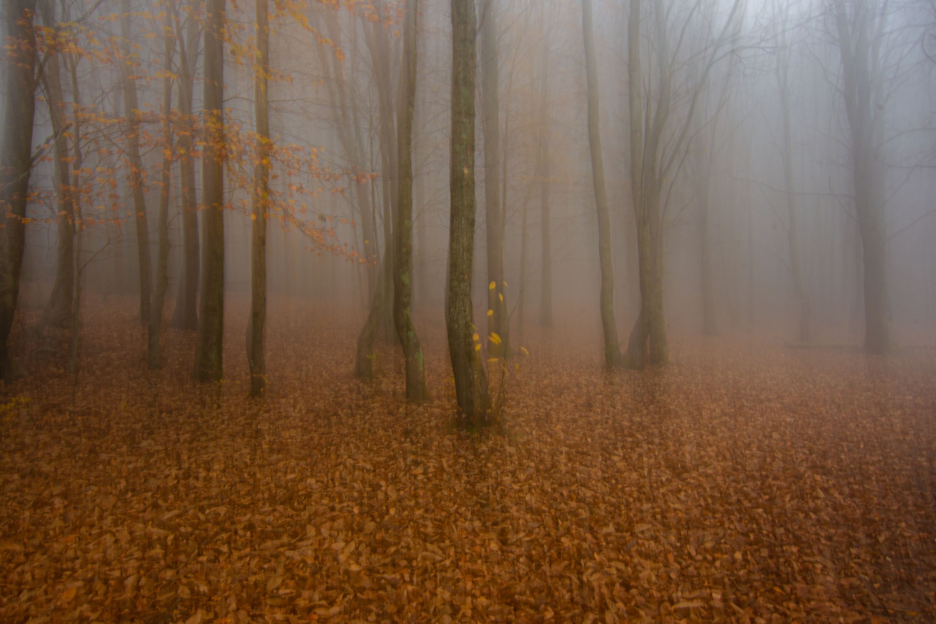 MONTSENY  AMB BOIRA  11-2020-2002